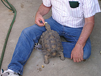 Jim feeding apple to Sally